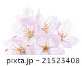 ニホンのサクラ 21523408