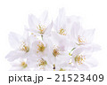 ニホンのサクラ 21523409