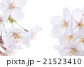 ニホンのサクラ 21523410