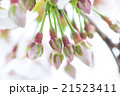 ニホンのサクラ 21523411