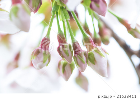 ニホンのサクラ ニホンのサクラ 21523411