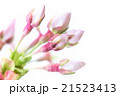 ニホンのサクラ 21523413