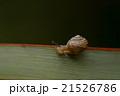 かたつむり 21526786