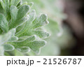 毛羽立つ葉っぱ 21526787
