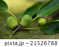 青いドングリ 21526788