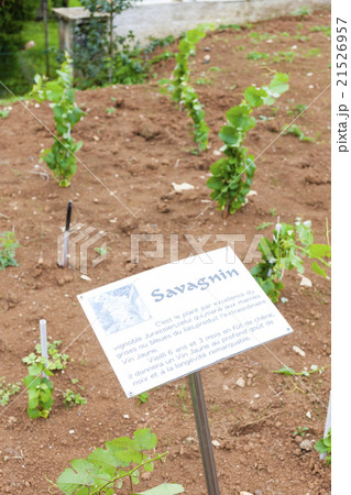 seedlings of vine called Savagnin in Pupillin 21526957