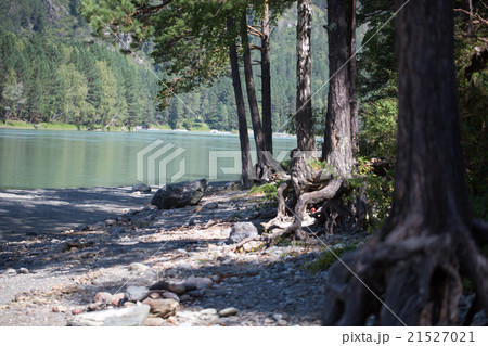 The roots of old trees The roots of old trees 21527021