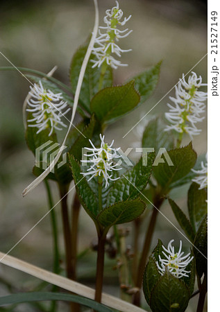 ヒトリシズカの花 21527149