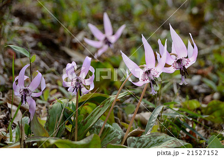 咲き誇るカタクリ・片栗の花 咲き誇るカタクリ・片栗の花 21527152