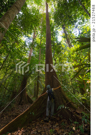 Majestic Borneo rainforest from below Majestic Borneo rainforest from below 21527468
