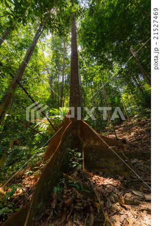 Majestic Borneo rainforest from below Majestic Borneo rainforest from below 21527469