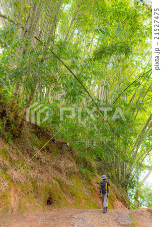 Exploring lush green bamboo forest Exploring lush green bamboo forest 21527475