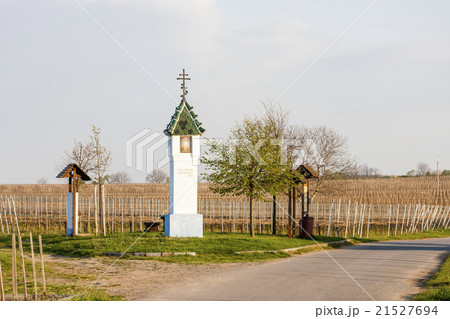 wayside with vineyard near Velke Bilovice wayside with vineyard near Velke Bilovice 21527694