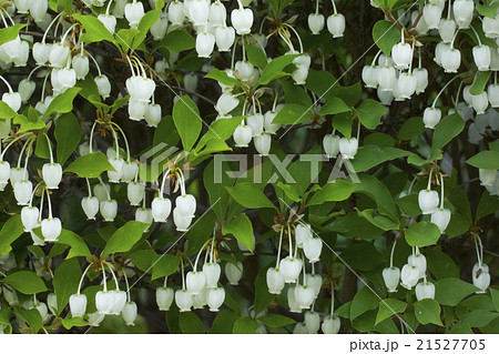 ドウタンツツジ 21527705