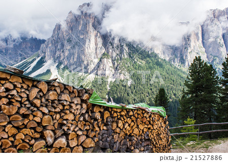 pile of tree trunks 21527886