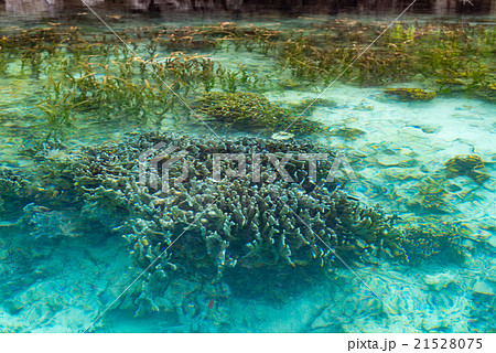 Shallow coral reef in turquoise transparent water, Indonesia 21528075