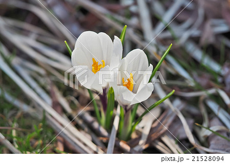 クロッカス ハナサフラン Crocusの写真素材