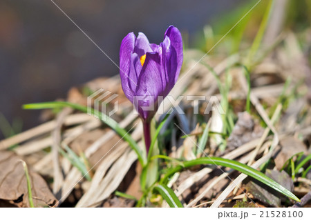 クロッカス（ハナサフラン）Crocus 21528100