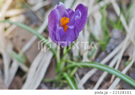 クロッカス ハナサフラン Crocusの写真素材