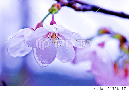 雨に濡れる桜 21528157