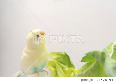 生後10ヶ月のセキセイインコ 21528194