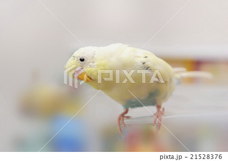 生後10ヶ月のセキセイインコ 生後10ヶ月のセキセイインコ 21528376