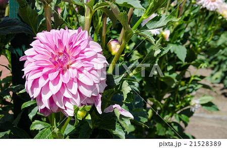 ダリア　デコラティブ咲き 21528389