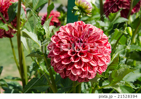 ダリア　デコラティブ咲き 21528394