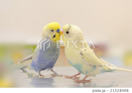 セキセイインコの写真素材 [21528406] - PIXTA