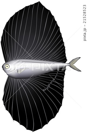 深海魚　ベンテンウオ　(ベクター) 21528523