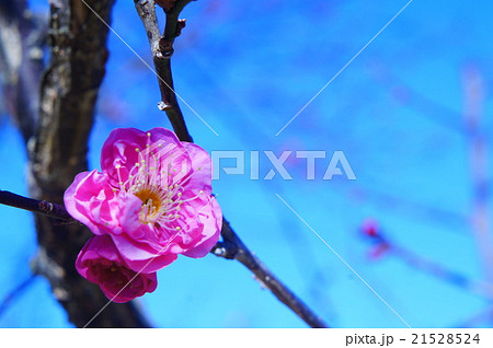 梅の花 21528524