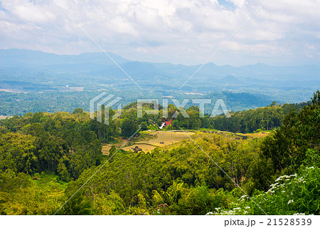 Lush green rice field, expansive landscape in Indonesia 21528539