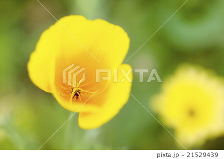 ポピー ポピー 21529439