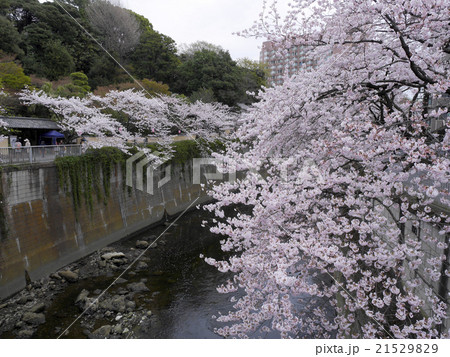 江戸川公園の神田川と満開の桜の写真素材