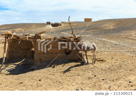 Donkey in Sahara Desert, Morocco, Africa 21530015