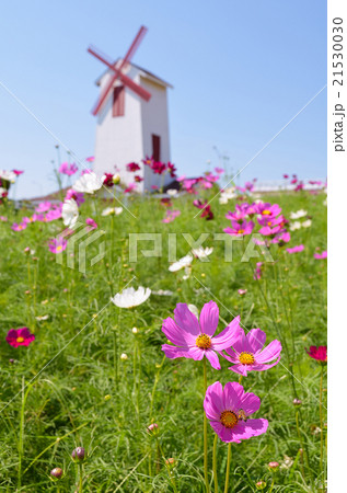 Daisy flower with wind wheel background Daisy flower with wind wheel background 21530030