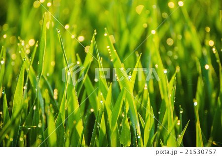 Natural abstract  sunny background 21530757