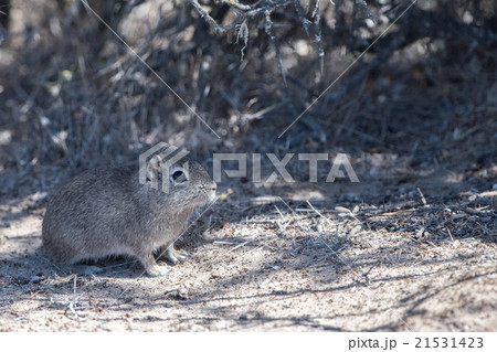 Patagonia cuis close up portrait Patagonia cuis close up portrait 21531423