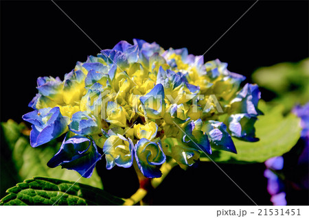 Flower close up Flower close up 21531451