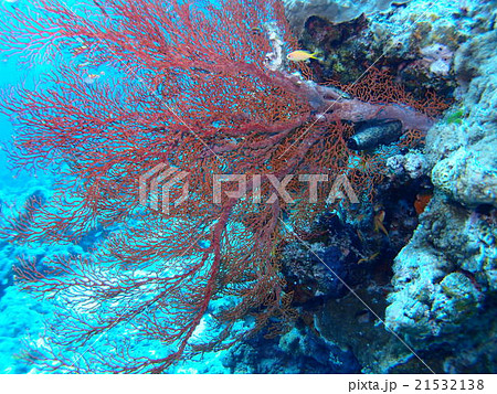 沖縄・座間味島の海に広がる深紅のウミウチワ 21532138