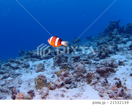 沖縄・座間味島の海でぽつんと泳ぐクマノミ 21532139