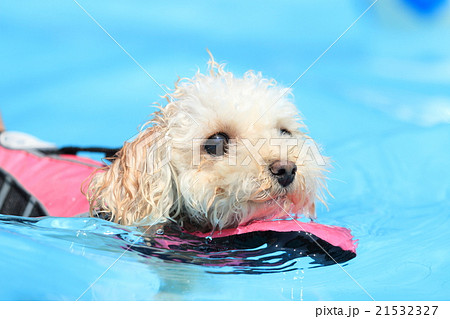 犬 トイプードル プールで泳ぐ の写真素材