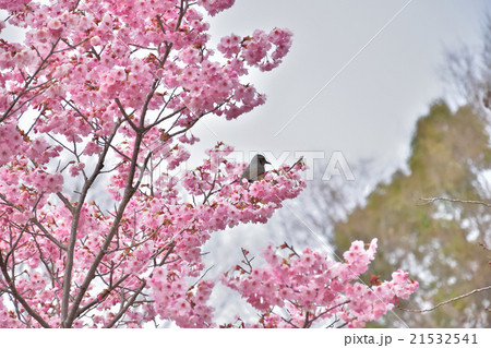 さくら（陽光）とヒヨドリ 21532541