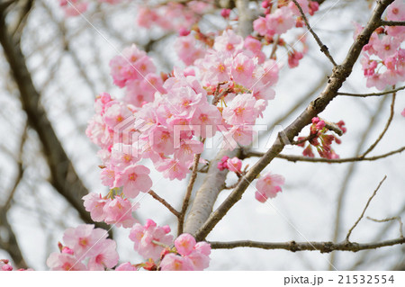さくら（陽光） 21532554