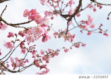 さくら(陽光) さくら(陽光) 21532657