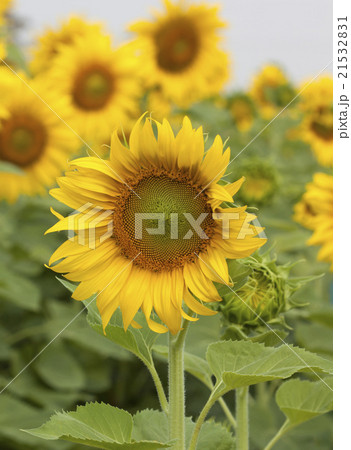 Sunflower Flower blossom Sunflower Flower blossom 21532831