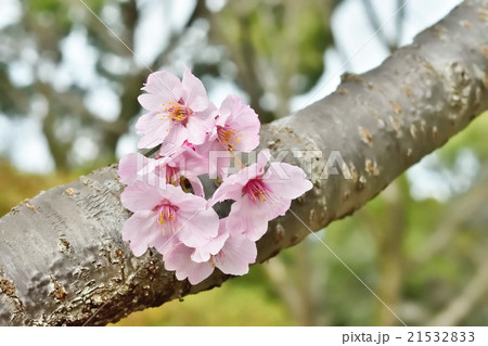 さくら(陽光) さくら(陽光) 21532833