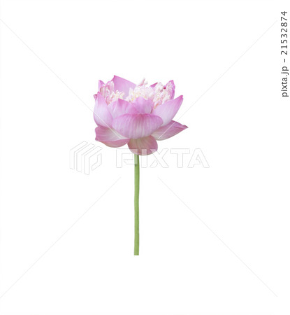 Lotus flower plants. Lotus flower plants. 21532874