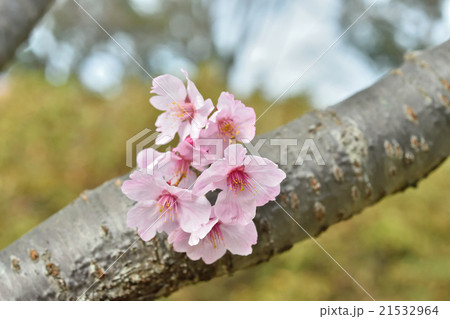 さくら（陽光） 21532964