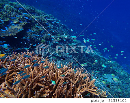 デバスズメダイの群れ 21533102